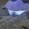 Paul Nevin Sri Lanka Photo full moon green turtle